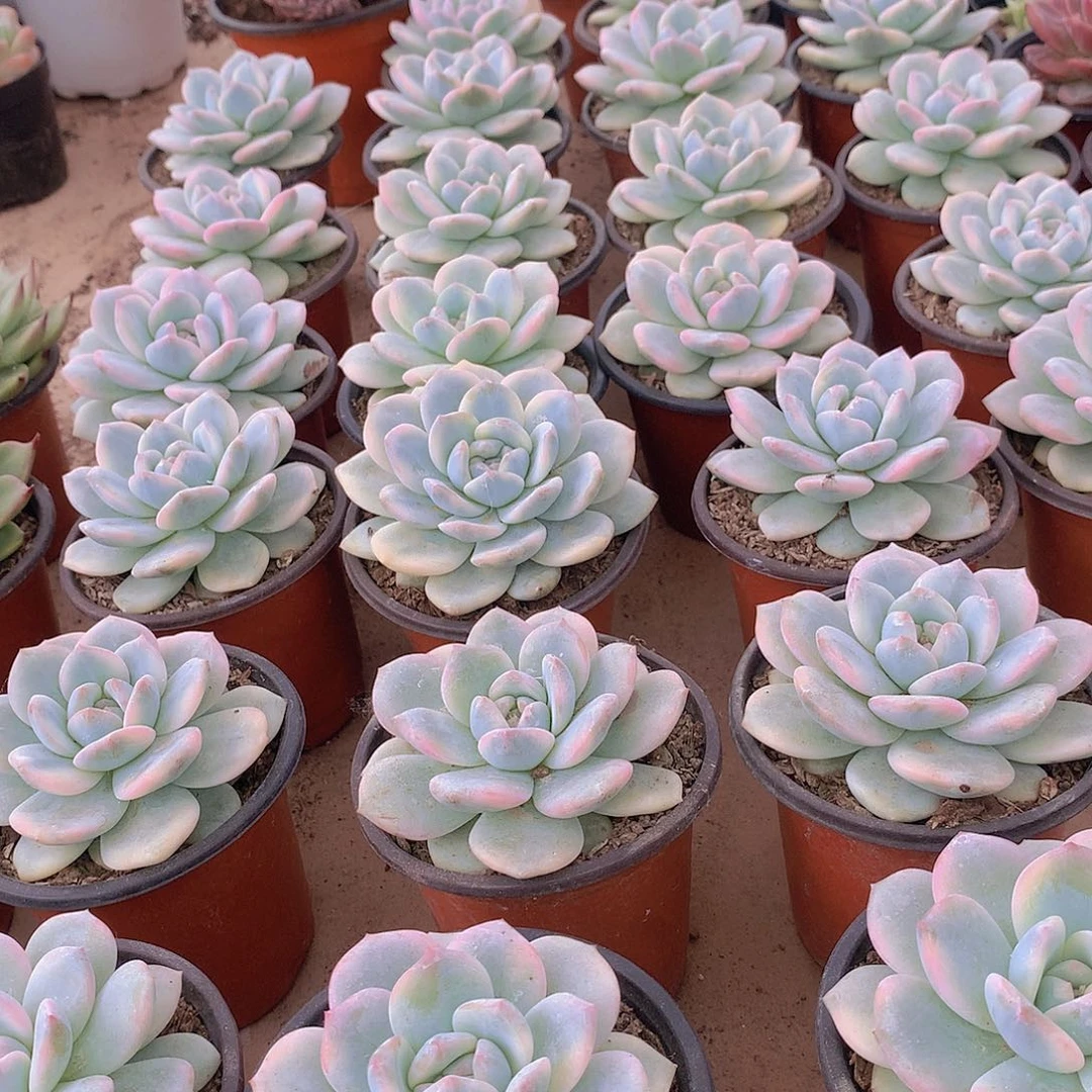 梦露锦23567788999900