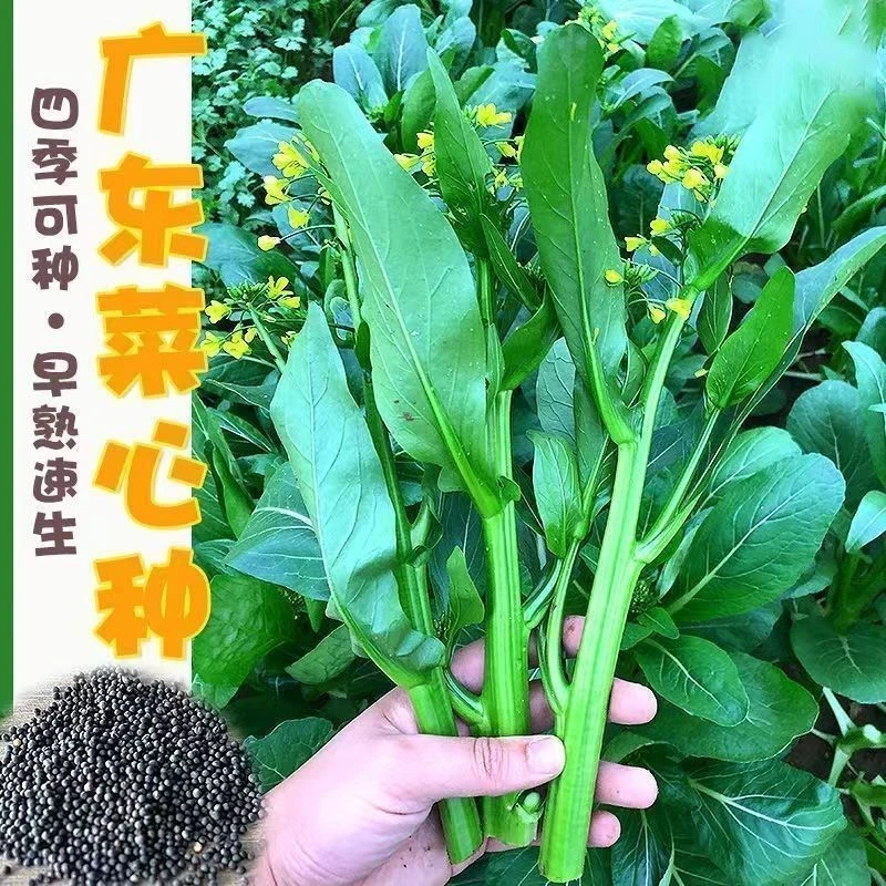 广东四九菜心种子25天速生甜菜心菜苔籽四季种耐热耐高温蔬菜种子