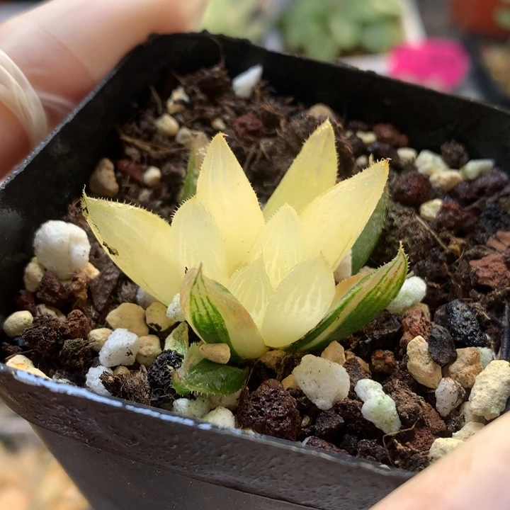 白泽毛玉露锦带盆土发货