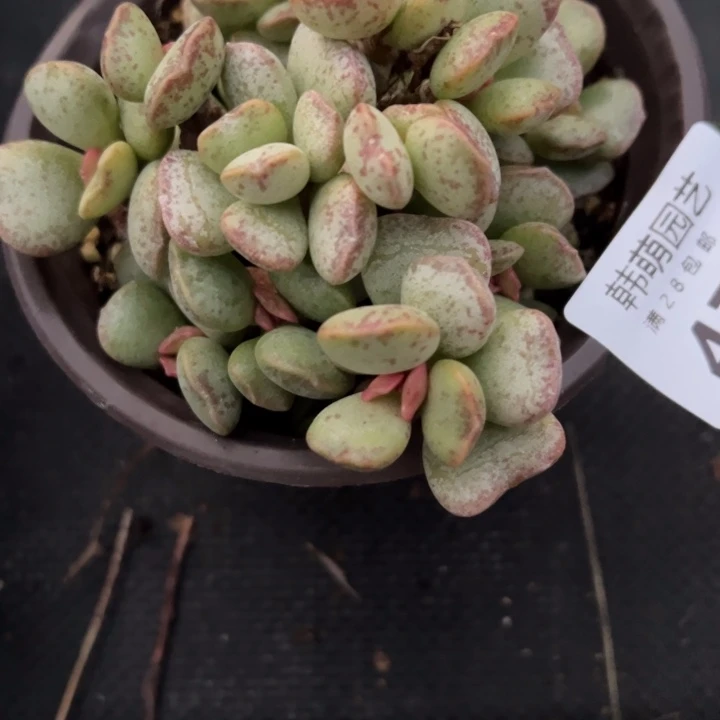 爱心蛋糕锦多肉植物479