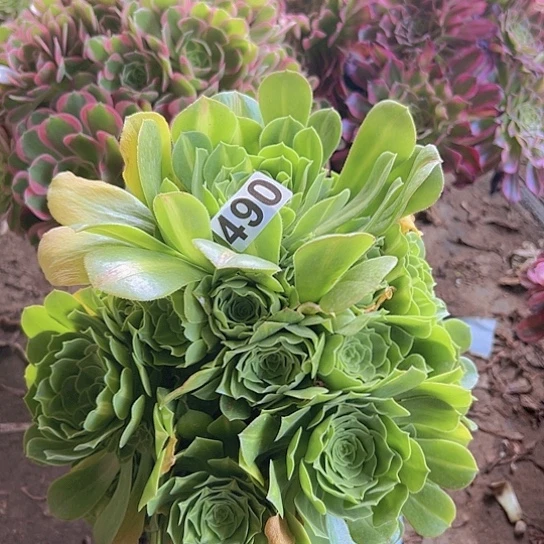 意***平多肉植物一个法师