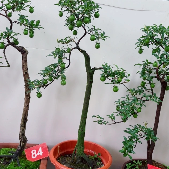 无花朵路***?金弹子盆景树