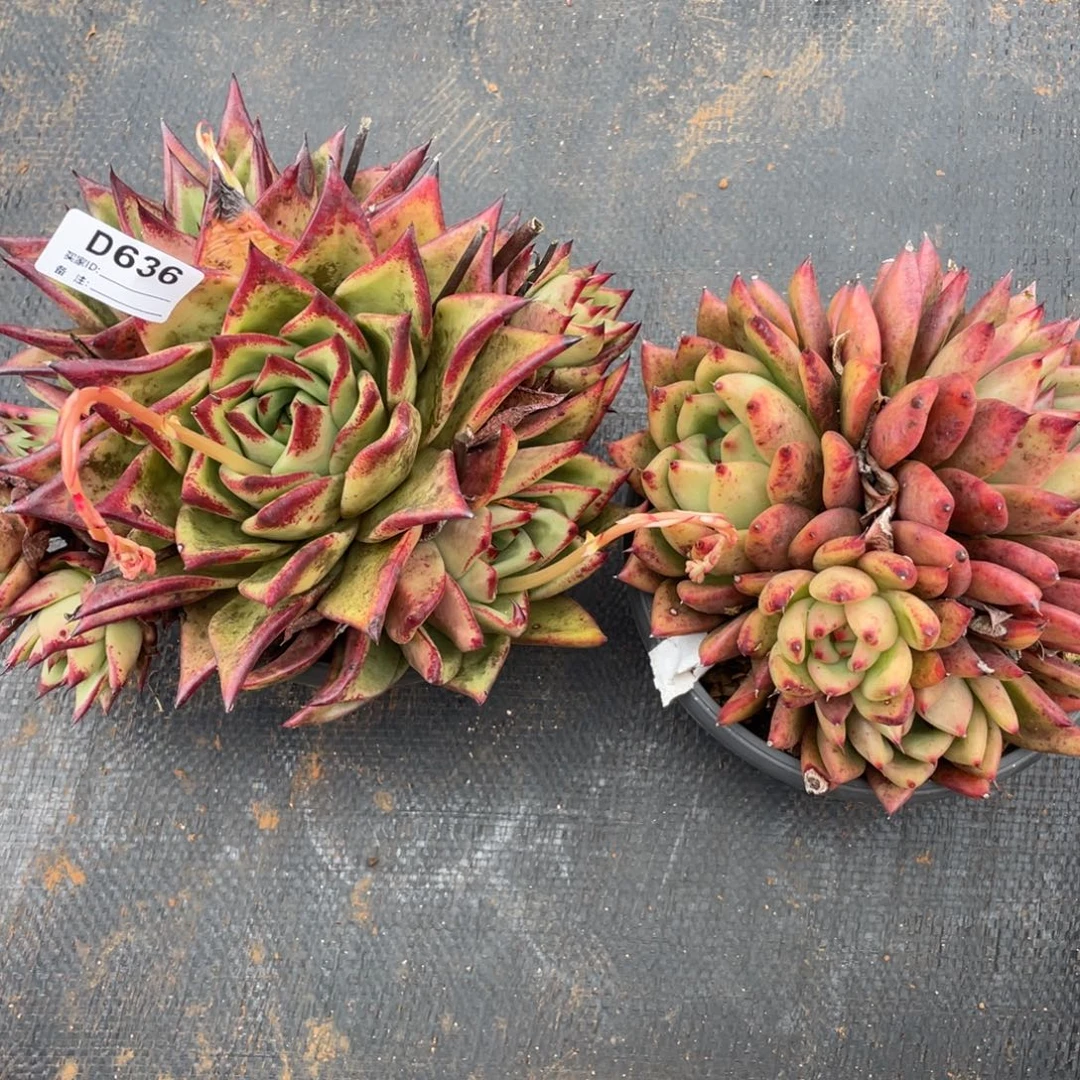 无花朵若如东云组拍D636