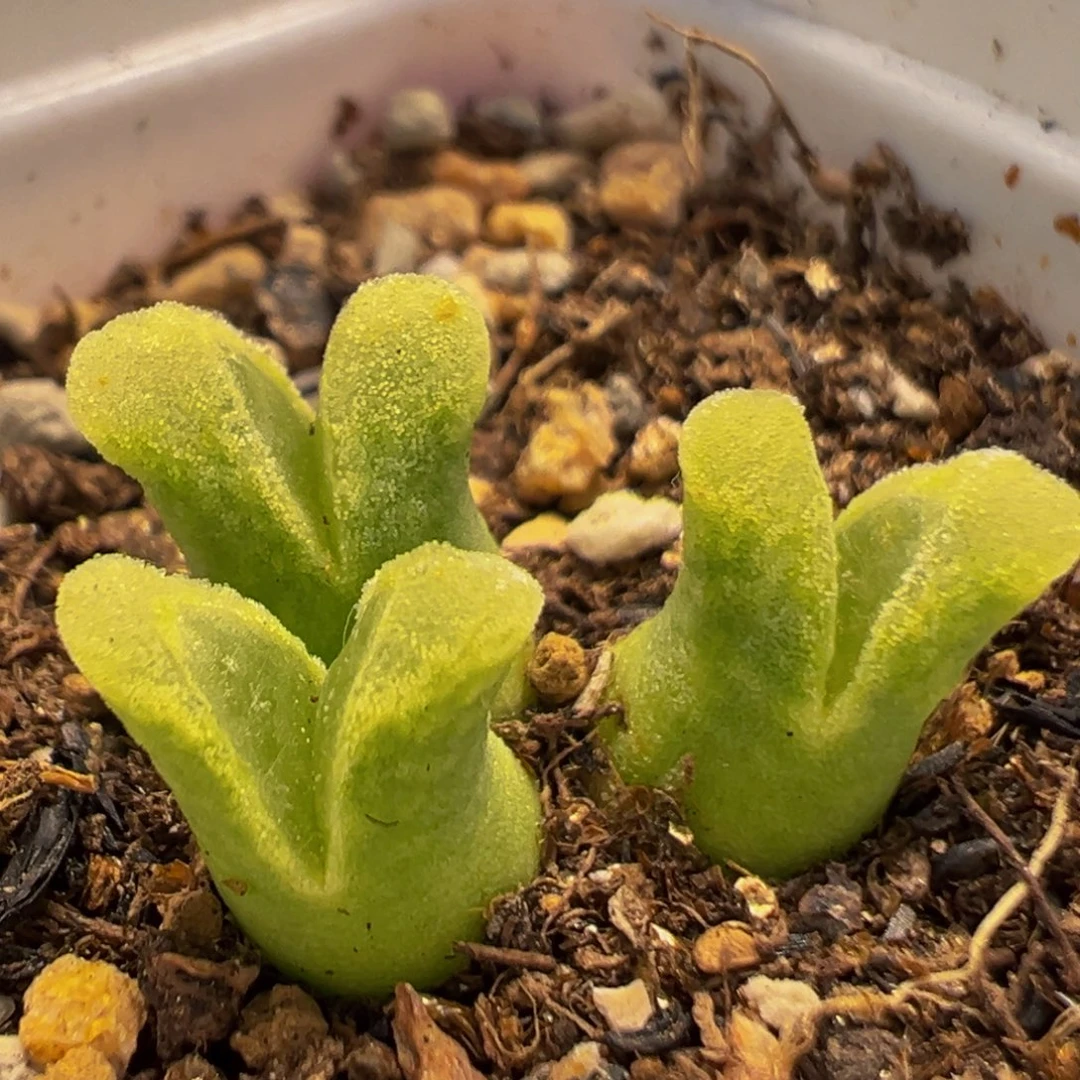 31多肉植物冰风铃1416.46