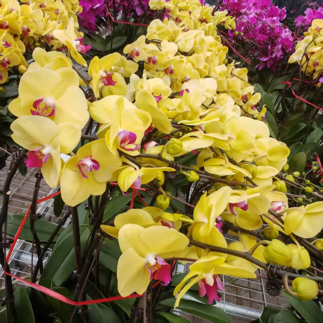 【花之漫】（黄金树）精品3.5寸杯单蝴蝶兰花卉室内阳台桌面盆栽