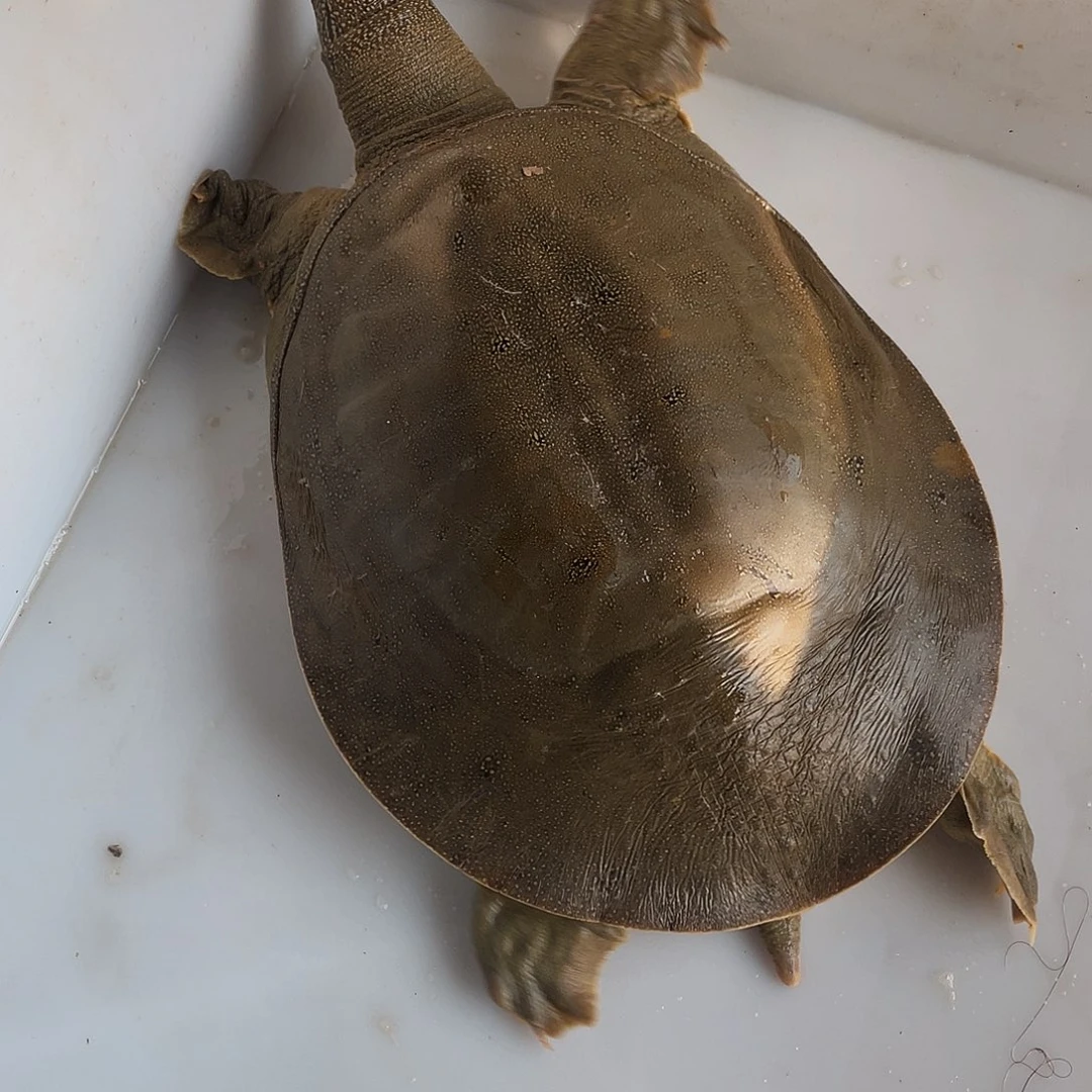 中国大陆12345678