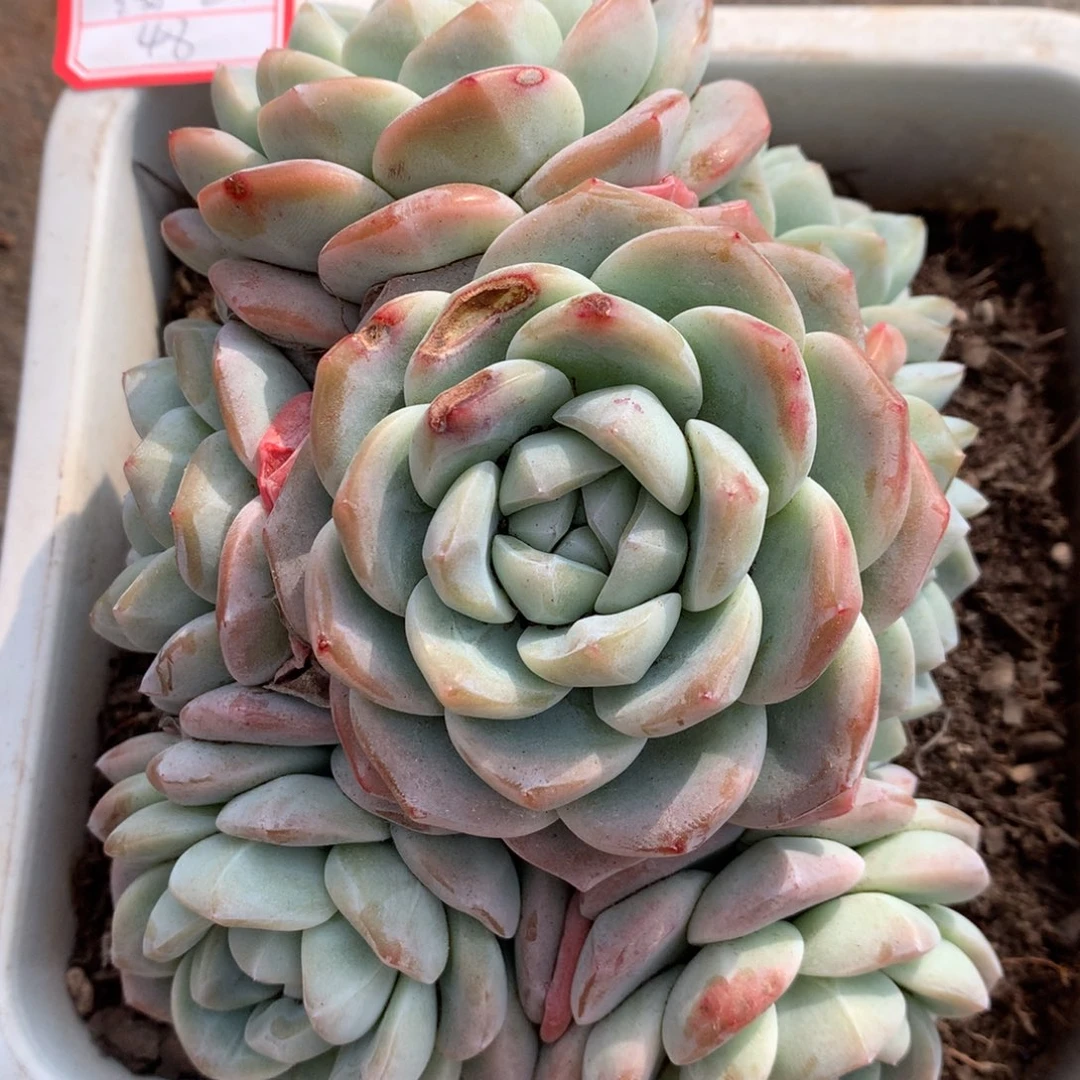 橙梦露橙梦露橙梦露