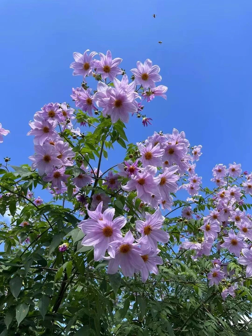 (树大丽)进口重瓣大丽花盆栽庭院种植送肥料