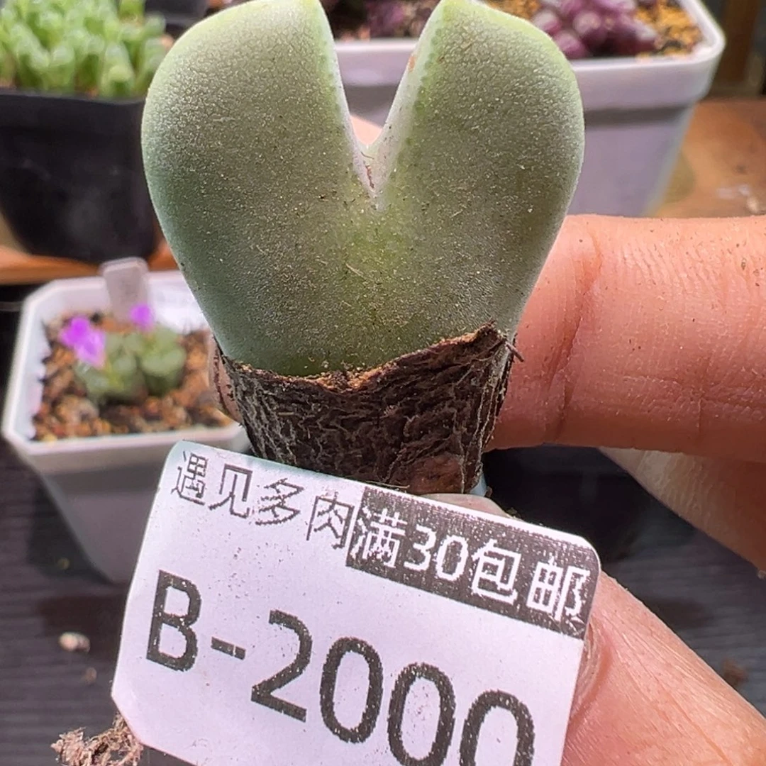 多肉植物11111111111111