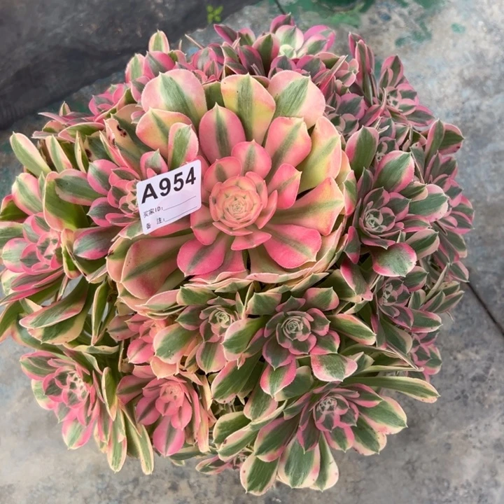 954粉女巫35厘米左右多肉