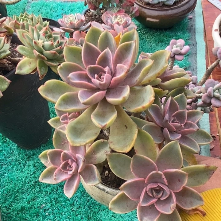 紫气东来整无砍多肉