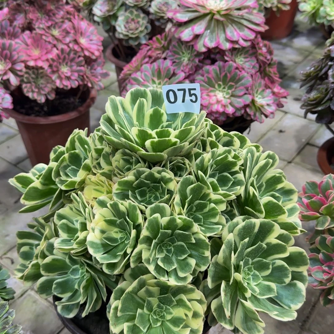 桂***落多肉植物075迈巴赫