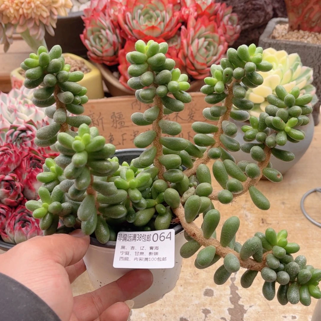 064绿龟暖德华多肉