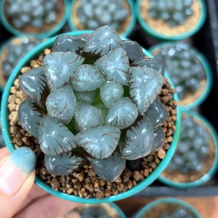 大窗母本冰灯玉露多肉植物
