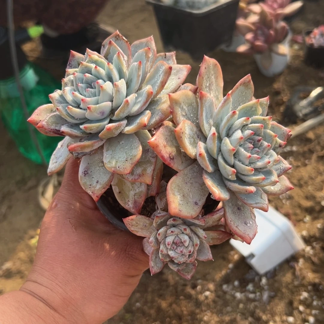 多肉植物多肉植物