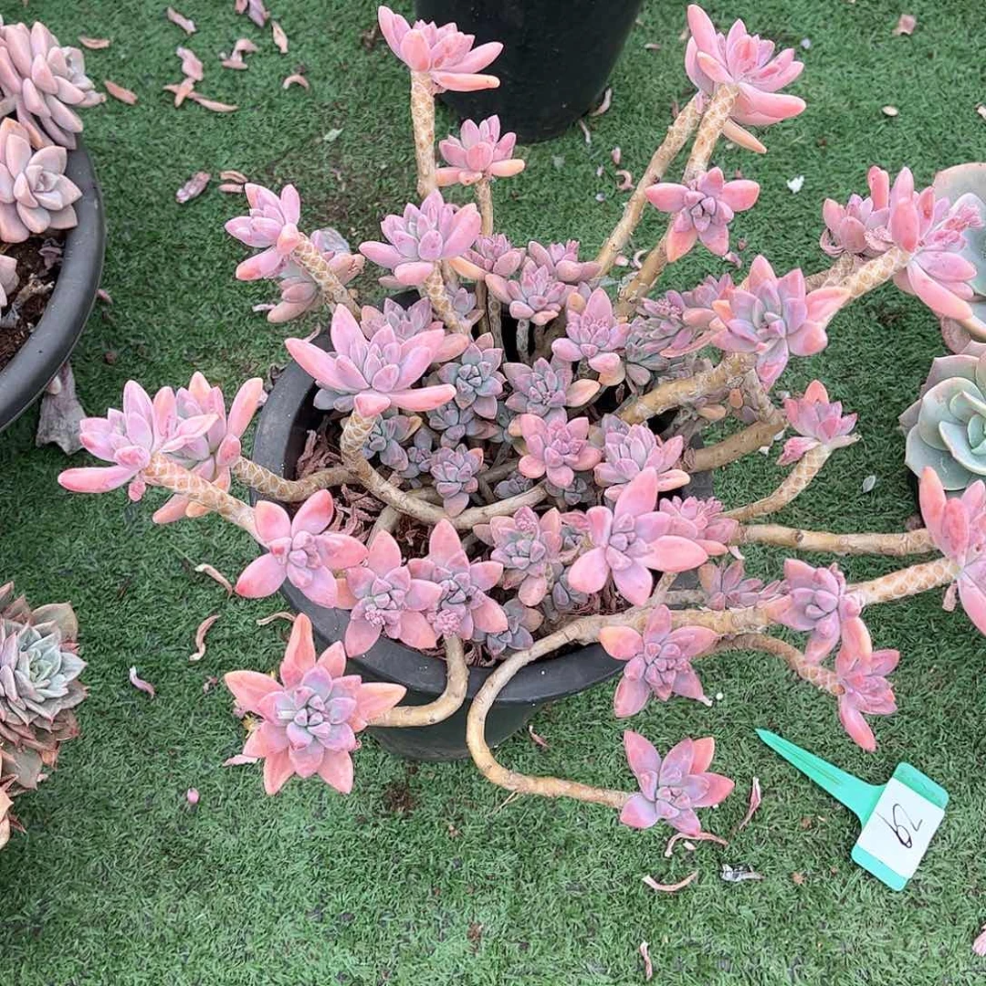 冷***^秋梨多肉植物保护31