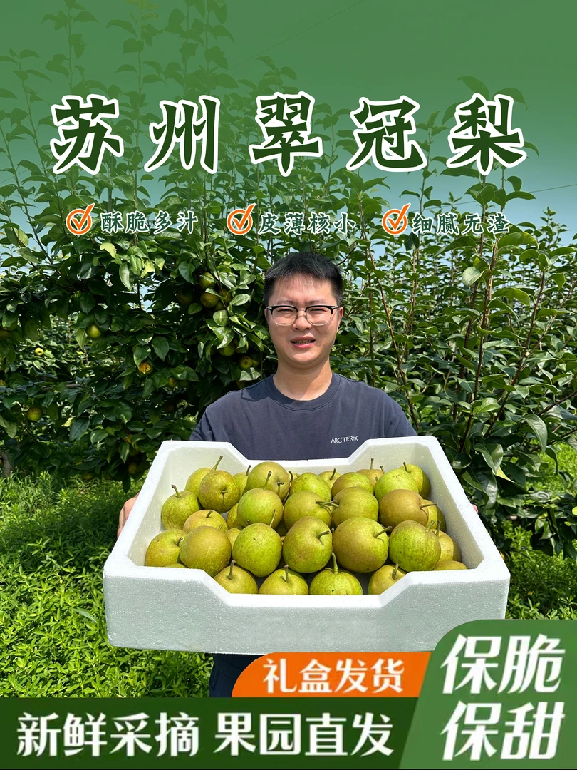 翠冠梨 大果12只礼盒装 苏州特产 新鲜采摘 果园直发