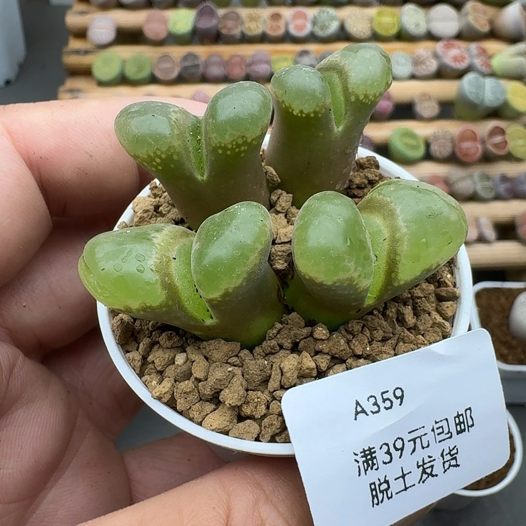 359两个双头应该是哈哈