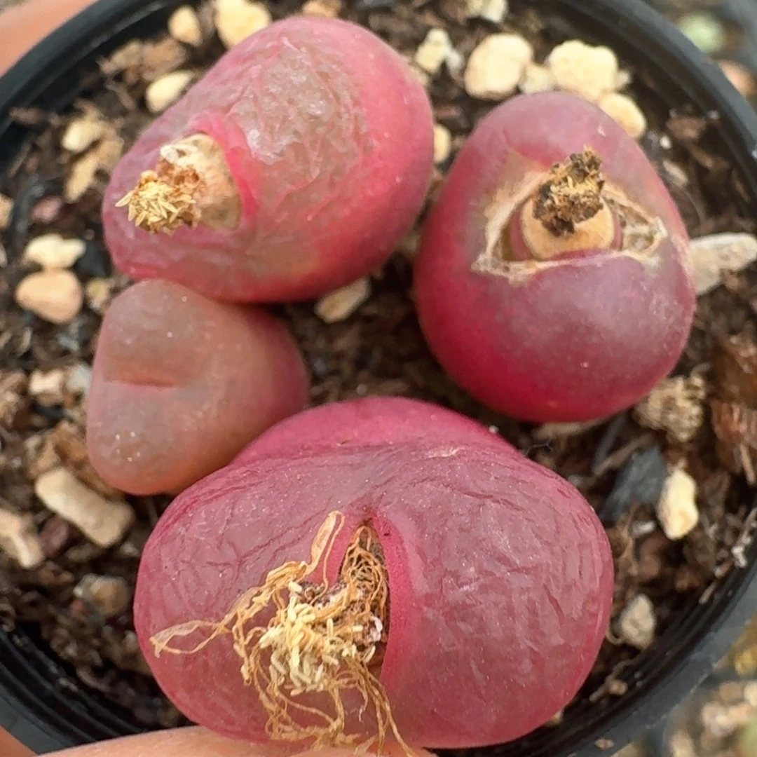 59毛汉尼脱土发货四颗