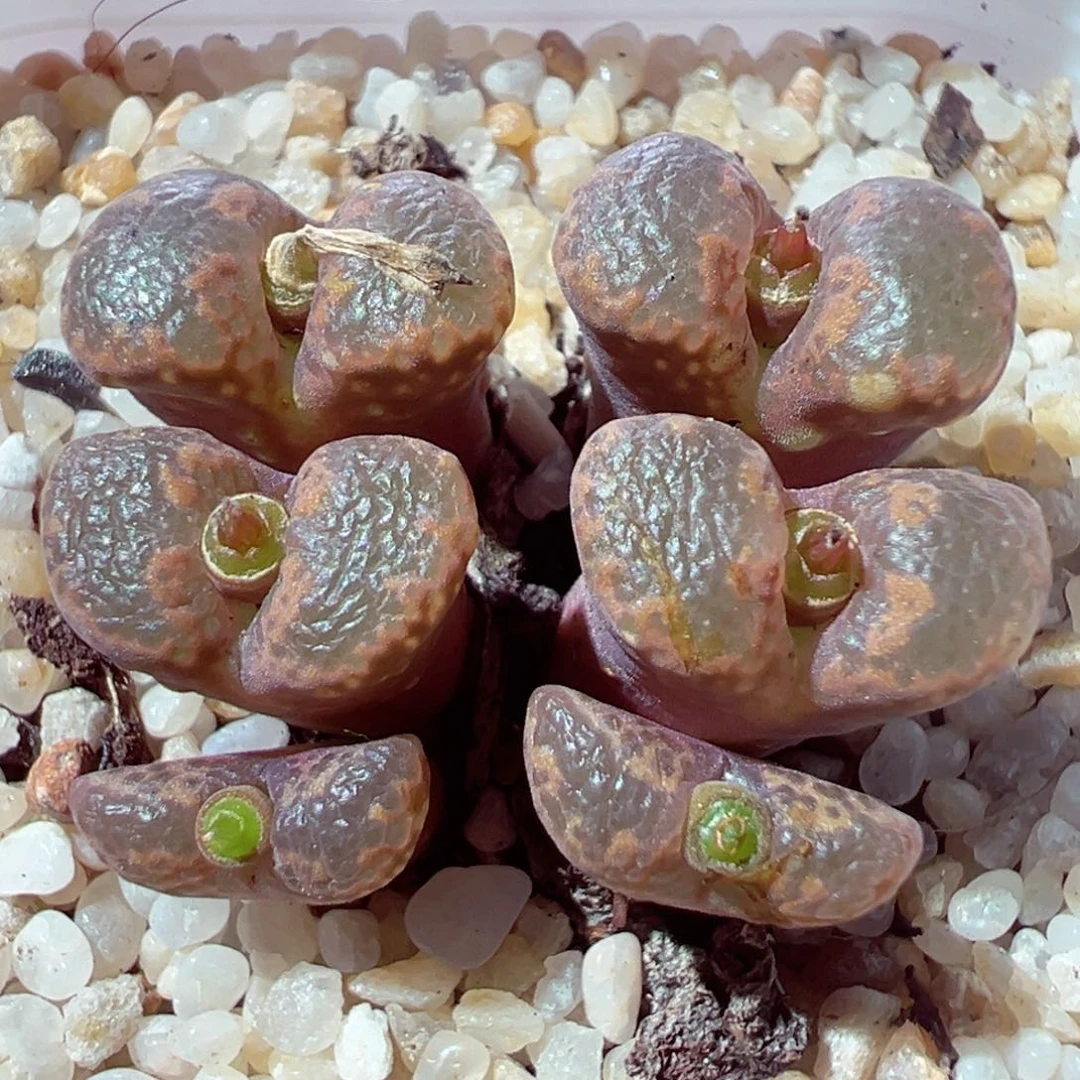 915-395多肉多肉勋章勋章