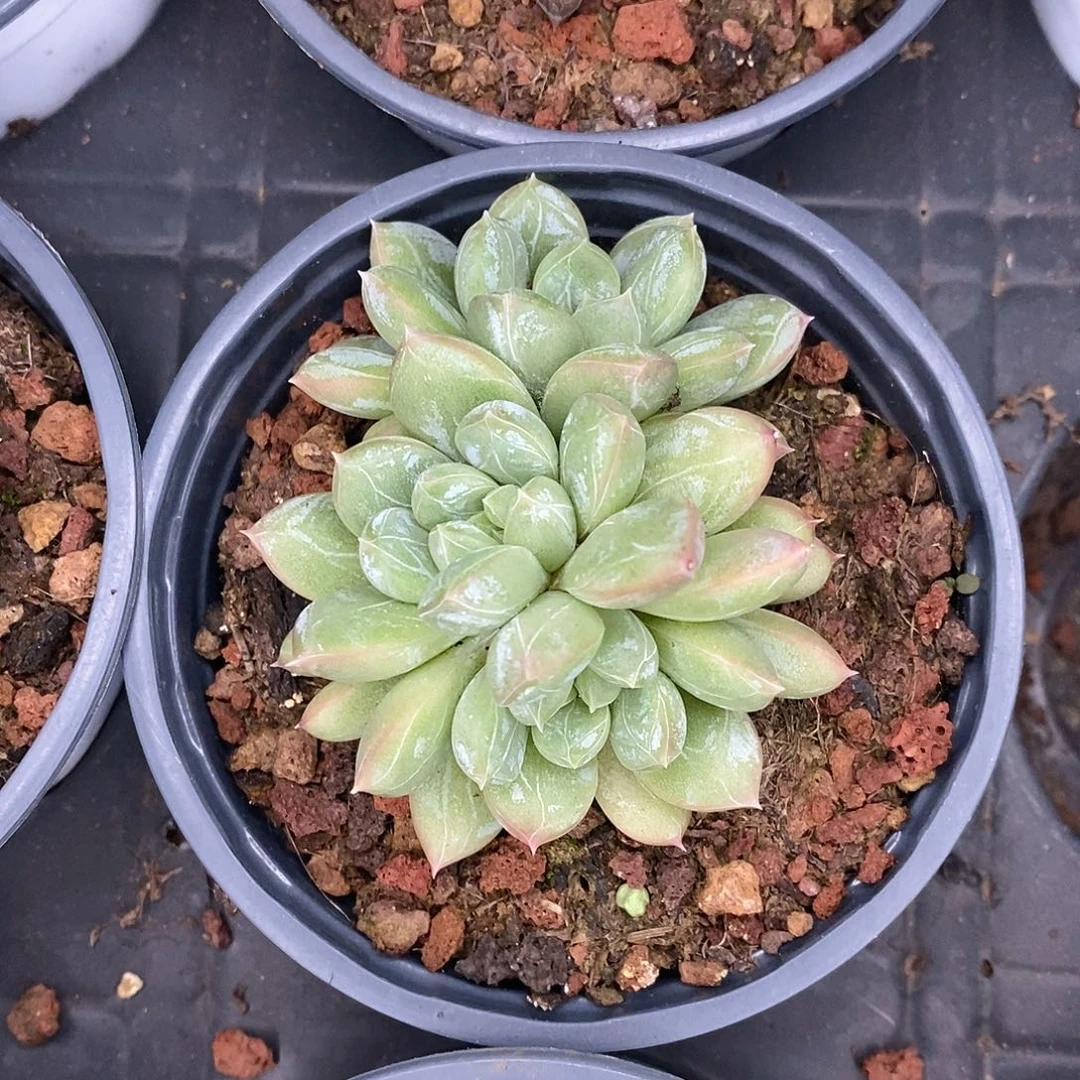 团。百达翡翠多头。福利多多