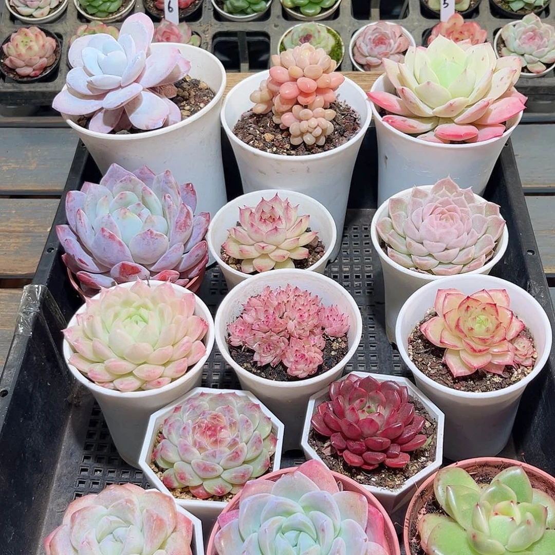 木乐18-28框拍14颗