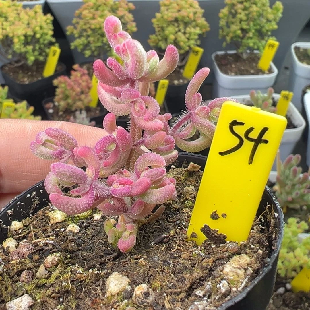 红宝石锦54号6cm盆