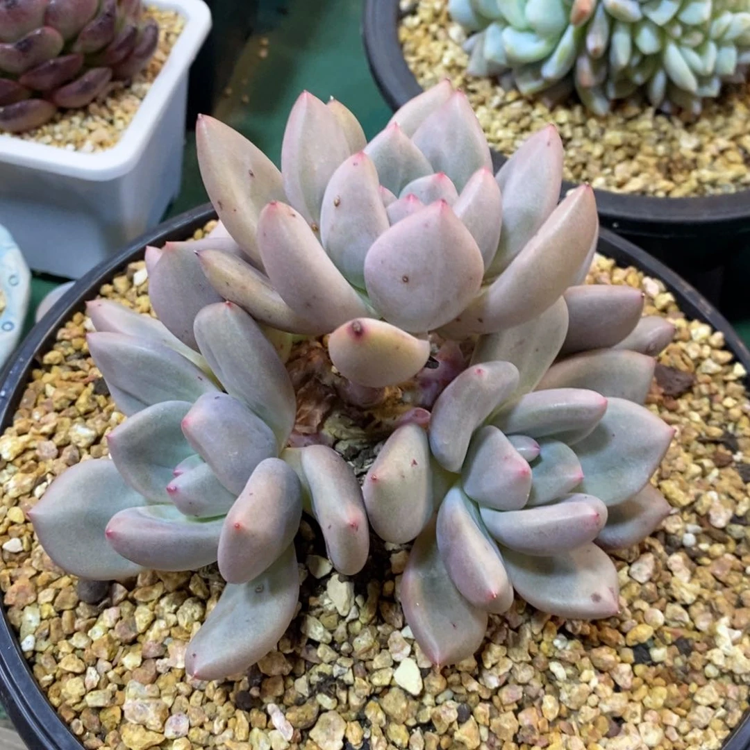 小*甲自然群自己繁殖，123456789