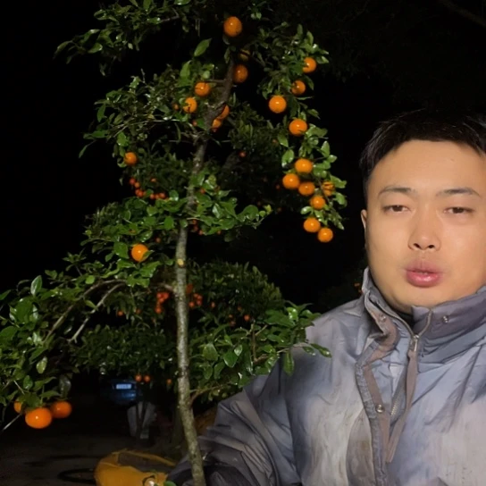 无花朵金弹子庭院原生品种