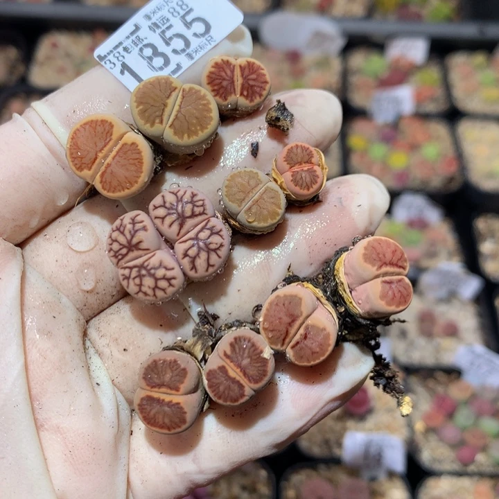 小*乖zzz精品生石花1855