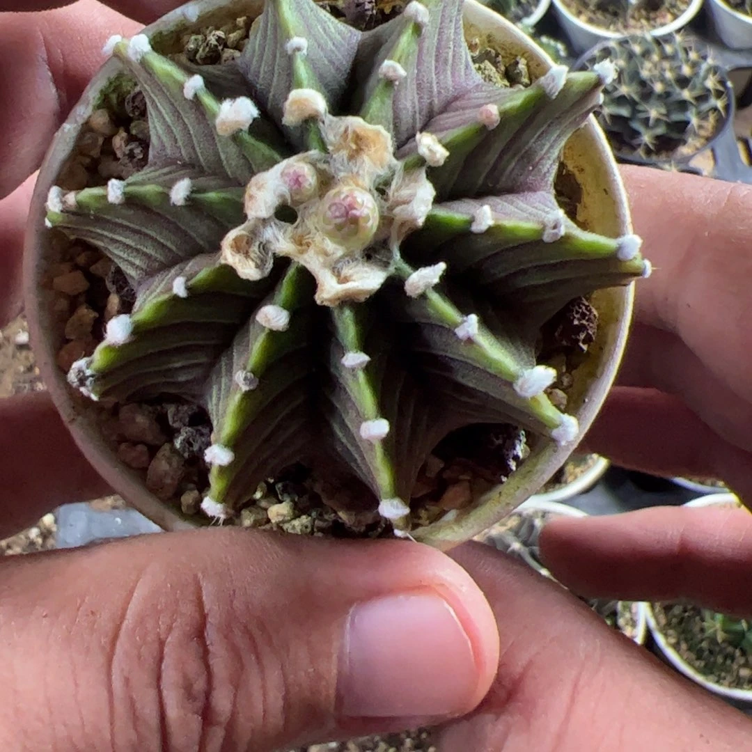 当前无花栽培后可以开花191