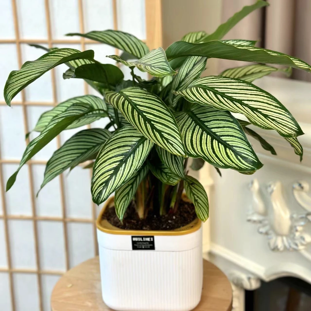 新款吸水盆青纹竹芋ins风小清新办公桌卧室书房净化空气室内植物