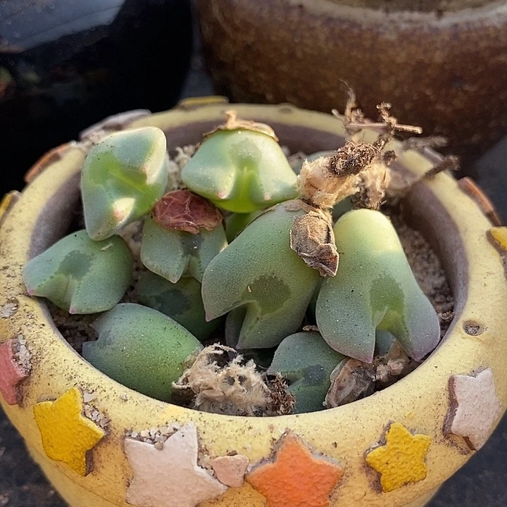 ‖****21503一组空蝉