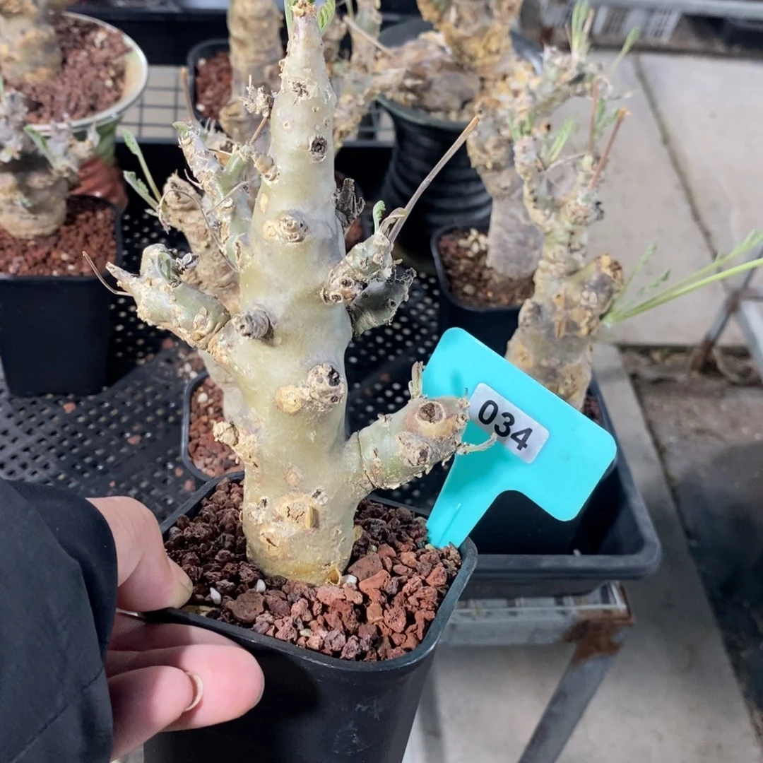 产地沉香鹿茸杨奎产地