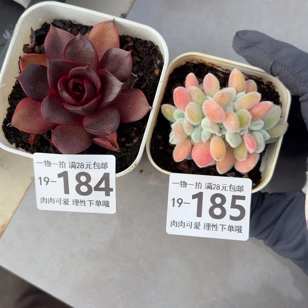 L****雪晃星缀无盆土发货