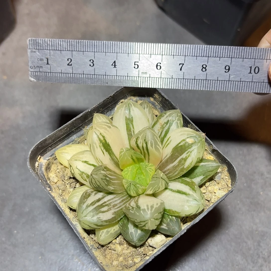 玉露锦一物一拍的