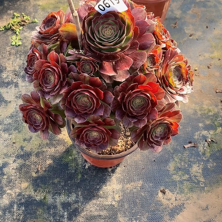 笑****?多肉黑魔6190000送小棵