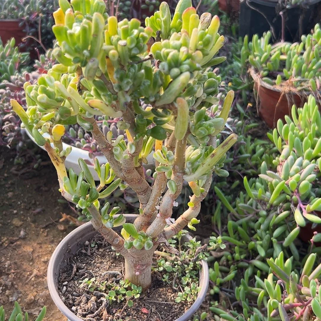 多肉植物吸财树白锦