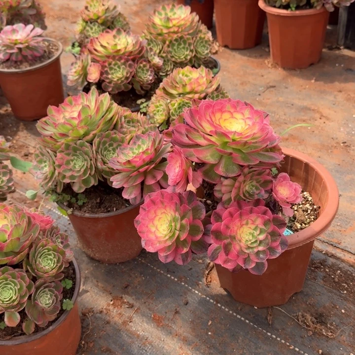 海仙手捧花啊啊啊啊