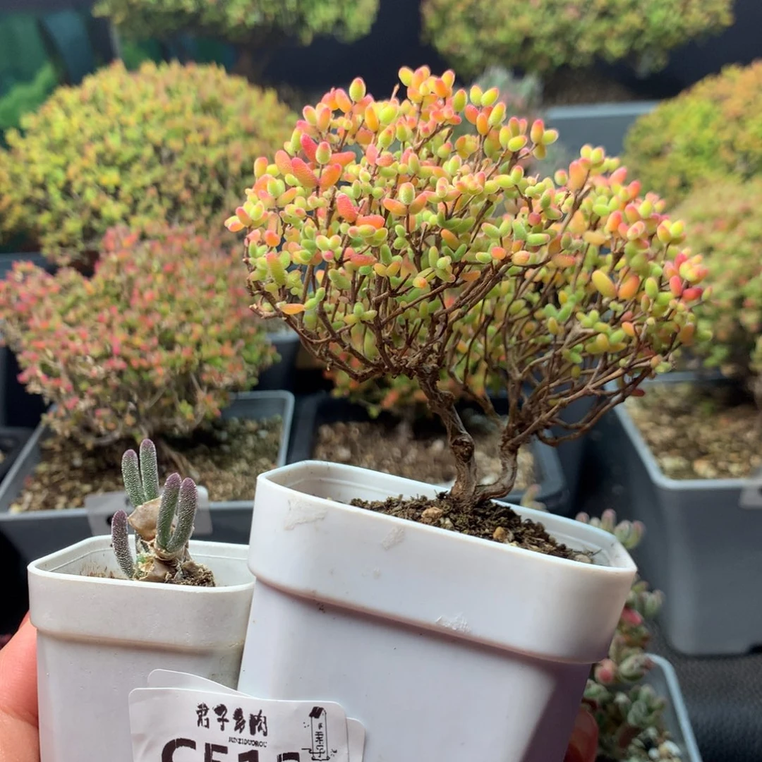 ****ᐝ512蜜橘糖球碧光环下播福利