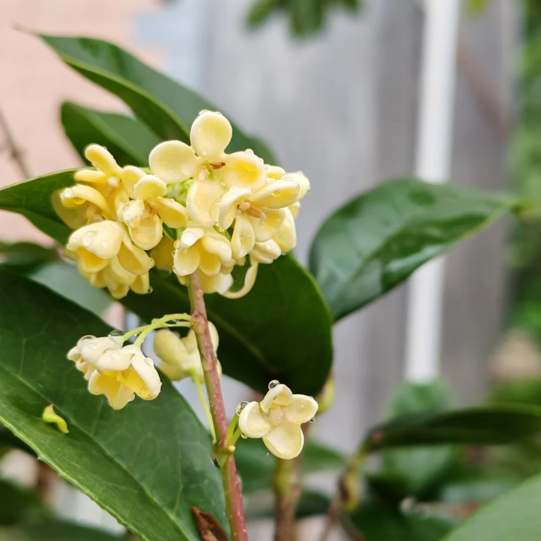 开花飘香四季桂金桂丹桂花树