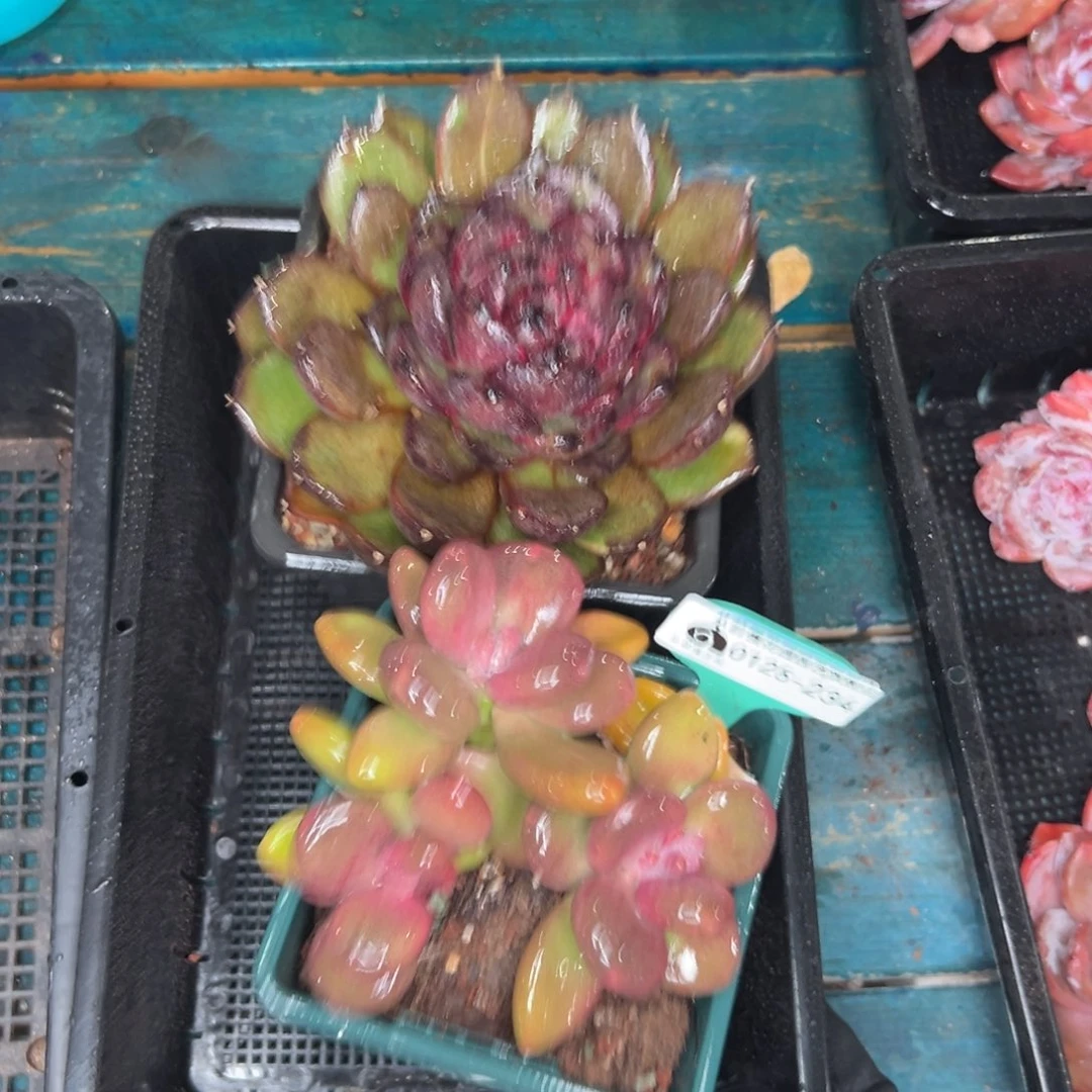 多肉一物一拍0125-234