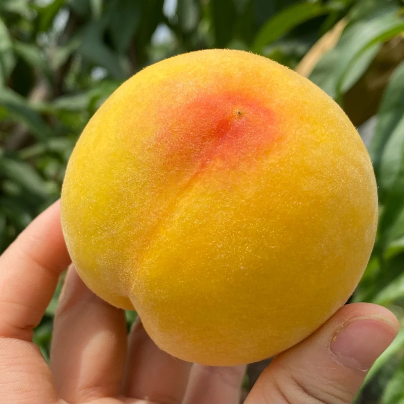 【燕子专属】顺丰包邮·荣县黄桃农家种植生态新鲜黄桃一桃两吃3斤