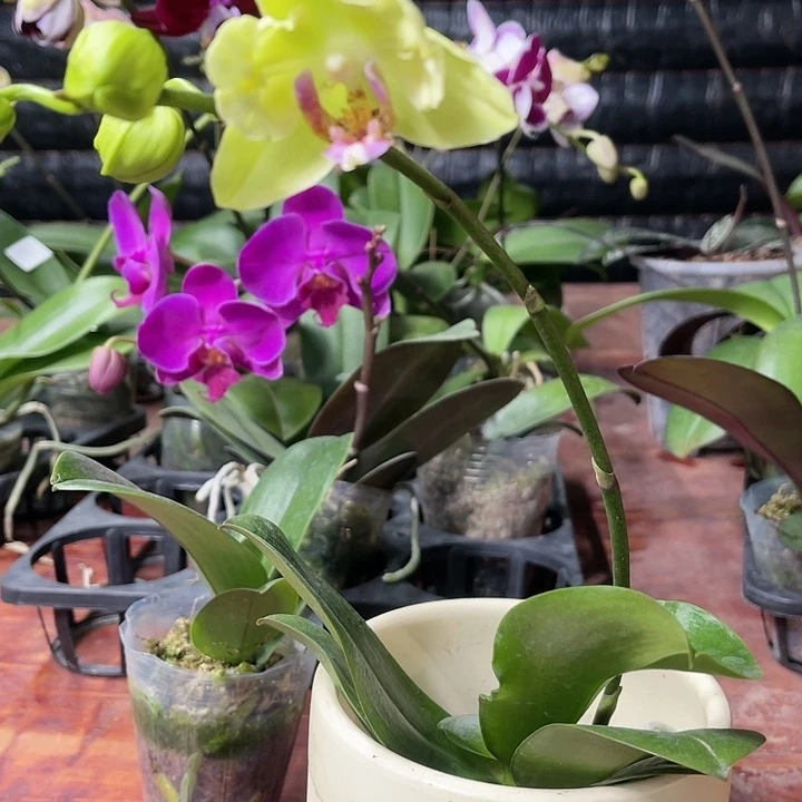 当前无花栽培后可以开花绿如意变异