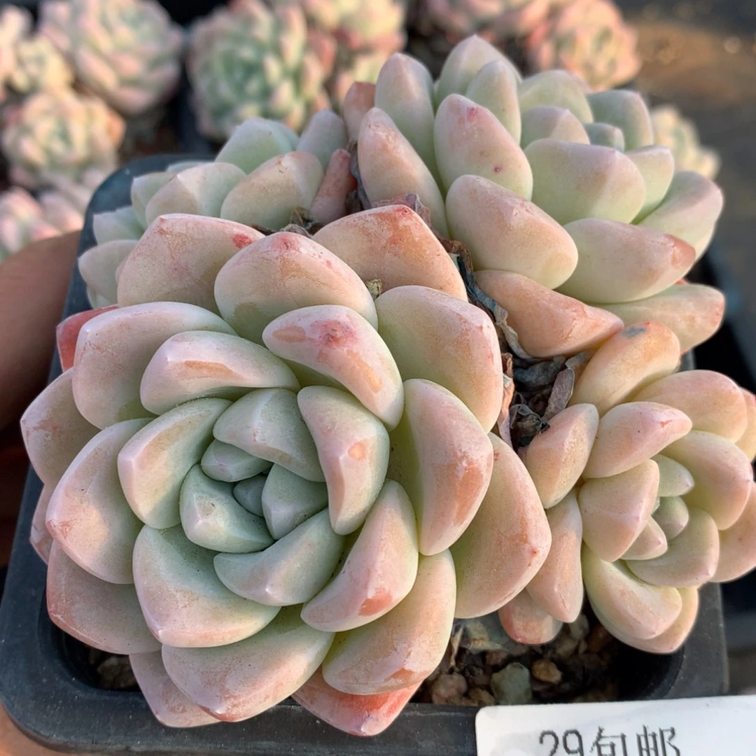 0212-04 老桩冰玉