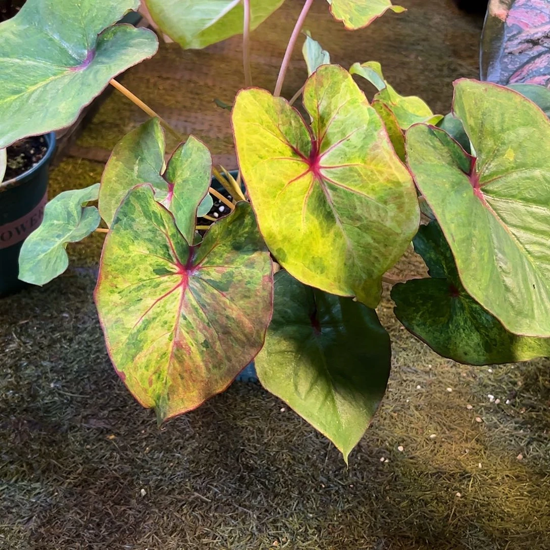 无花朵大球水墨画泰彩福利42