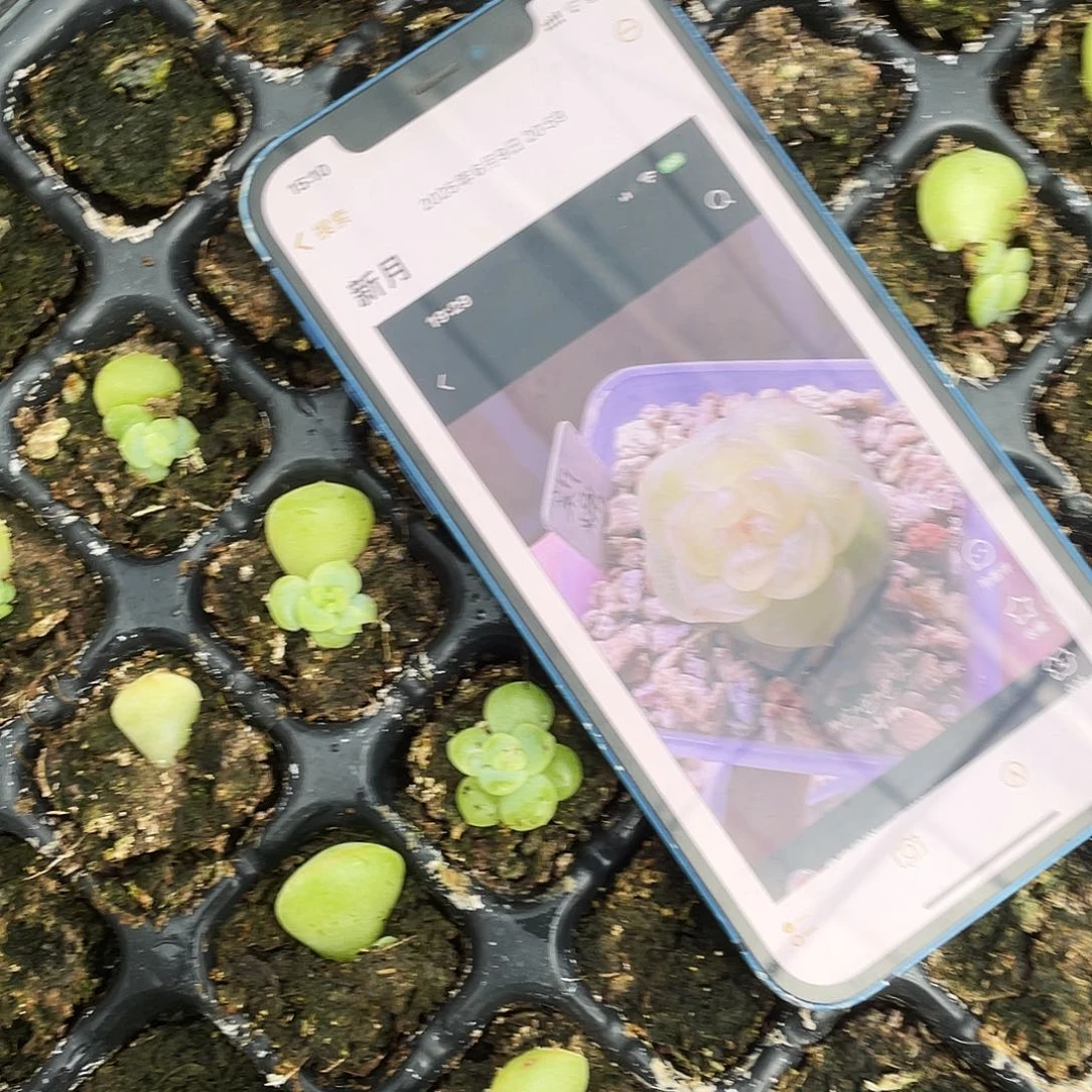 新月中苗穴一个满25包邮