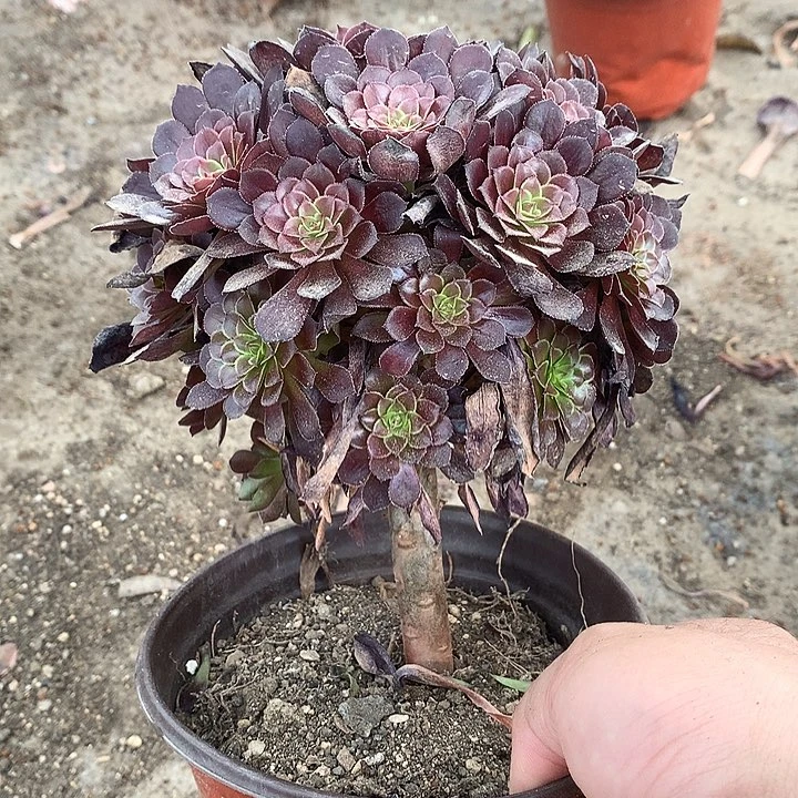 666黑铜壶多肉植物
