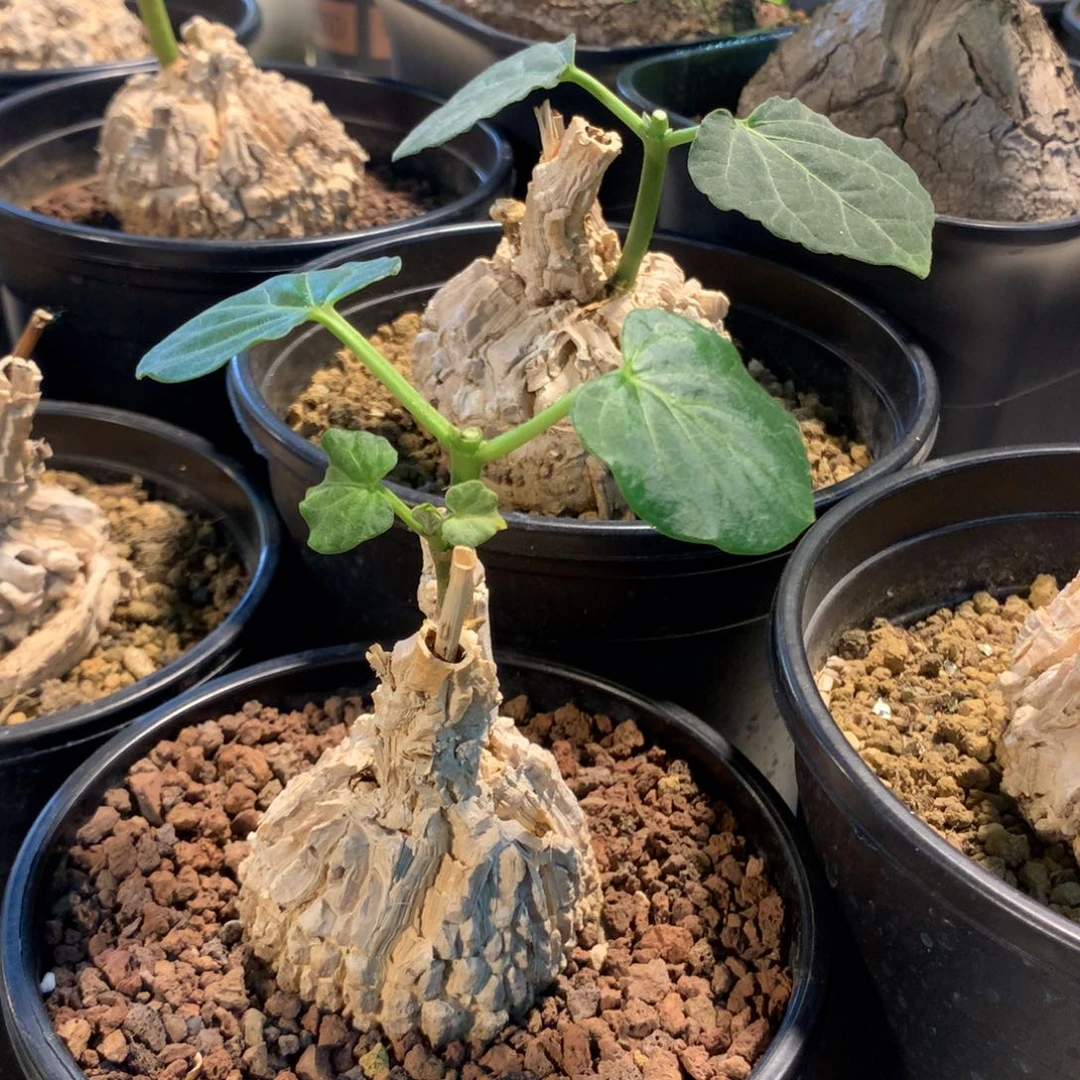 龟甲罗摩实生小苗