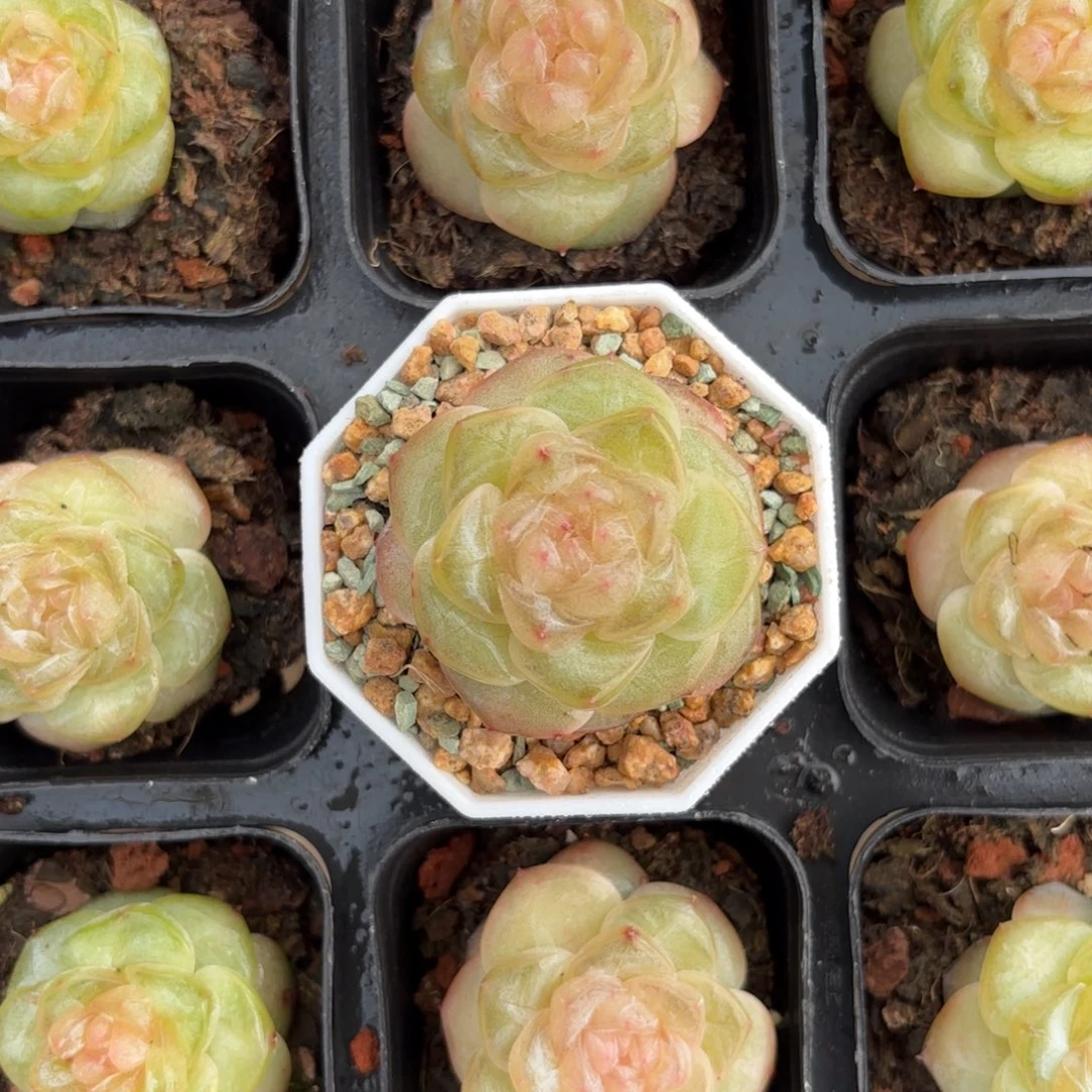 琥珀糖心一物一拍